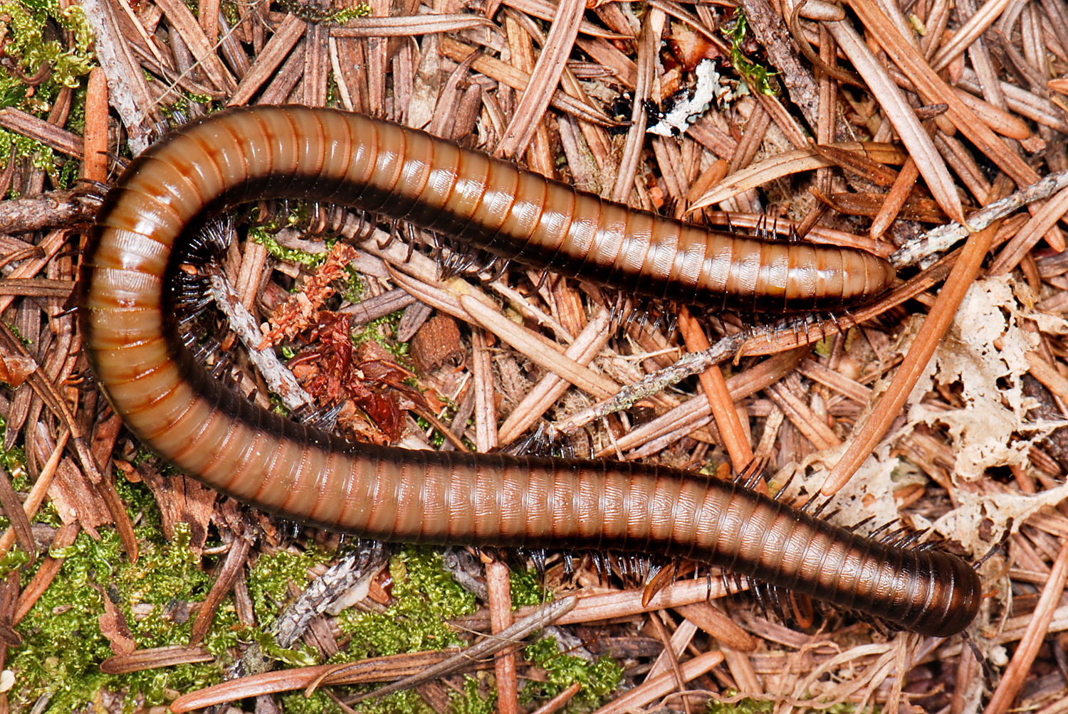 Представитель Семейства Paeromopodidae